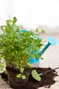 Fresh parsley plant Royalty Free Stock Photo