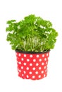 Fresh parsley plant