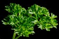 Fresh Parsley Plant Royalty Free Stock Photo