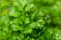 Fresh Parsley Plant Royalty Free Stock Photo