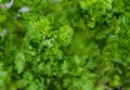 Fresh Parsley Plant Royalty Free Stock Photo