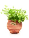 Fresh parsley plant Royalty Free Stock Photo