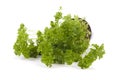 Fresh parsley plant Royalty Free Stock Photo