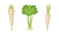 Fresh parsley plant set. Seasoning tuberous vegetable green leaves and root vector illustration Royalty Free Stock Photo