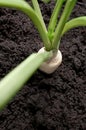 Fresh parsley root in earth