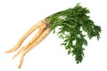 Fresh parsley root isolated on white background Royalty Free Stock Photo