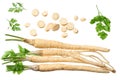 Fresh parsley root isolated on white background. top view Royalty Free Stock Photo