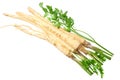 fresh parsley root isolated on white background. top view Royalty Free Stock Photo