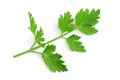 Fresh parsley sprig