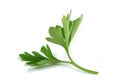 Fresh parsley sprigs Royalty Free Stock Photo