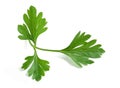 Fresh parsley sprigs Royalty Free Stock Photo