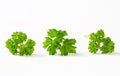 Fresh parsley sprigs Royalty Free Stock Photo