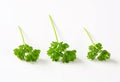 Fresh parsley sprigs Royalty Free Stock Photo