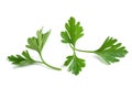Fresh parsley sprigs Royalty Free Stock Photo