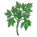 Fresh parsley sticker vintage colorful