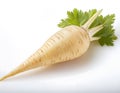 A fresh parsnip with creamy white root and vibrant green leaves against a plain background. A natural food still life