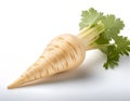 A fresh parsnip with creamy white root and vibrant green leaves against a plain background. A natural food still life