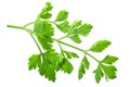 Fresh Parsnip leaflets Pastinaca sativa foliage isolated Royalty Free Stock Photo
