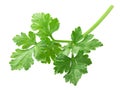 Fresh Parsnip leaflets Pastinaca sativa foliage isolated Royalty Free Stock Photo
