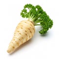 Fresh parsnip with parsley leaves isolated on white background. Parsnip root with greens close-up