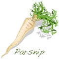 Fresh parsnip roots