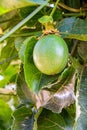 Fresh passion fruit