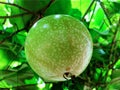 Fresh passion fruit on plant