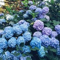 Fresh pastel blue and purple hydrangea flowers in full bloom in the garden Royalty Free Stock Photo