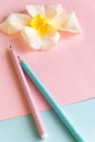 Pastel colors background with flower and pensils, creation creative concept