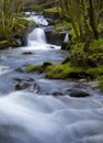 A fresh path into the woods, Cavado River, Povoa the Lanhoso, Braga.