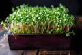 Fresh pea microgreen sprouts on a black wooden table