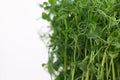 Fresh pea microgreen sprouts isolated on white background Royalty Free Stock Photo