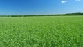 Fresh pea plant in field with white blooms. Agriculture concept. Pea field in spring. Wide shot. Royalty Free Stock Photo