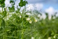 Blooming vegetable pea in the field Royalty Free Stock Photo