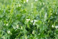 Blooming vegetable pea in the field Royalty Free Stock Photo