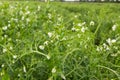 Blooming vegetable pea in the field Royalty Free Stock Photo