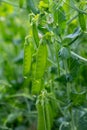 Blooming vegetable pea in the field Royalty Free Stock Photo
