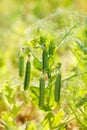 Fresh pea plant Royalty Free Stock Photo