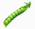 Fresh pea pod Royalty Free Stock Photo