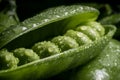 Fresh pea pod, closeup Royalty Free Stock Photo