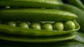 Fresh pea pod, closeup Royalty Free Stock Photo