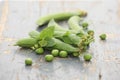 Fresh pea pods on a background of colored boards Royalty Free Stock Photo