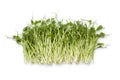 Fresh pea shoots Royalty Free Stock Photo