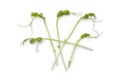 Fresh pea shoots Royalty Free Stock Photo