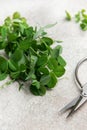 Fresh pea shoots with garden scissors on rustic surface Royalty Free Stock Photo