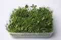 Fresh pea shoots on white Royalty Free Stock Photo