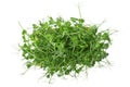 Fresh pea shoots on white background. isolated Royalty Free Stock Photo