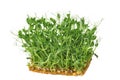 Fresh pea shoots on white background. isolated Royalty Free Stock Photo