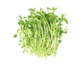 Fresh Pea Sprouts Royalty Free Stock Photo