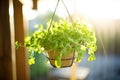 fresh pea sprouts in a hanging basket, illuminated by sunlight Royalty Free Stock Photo
